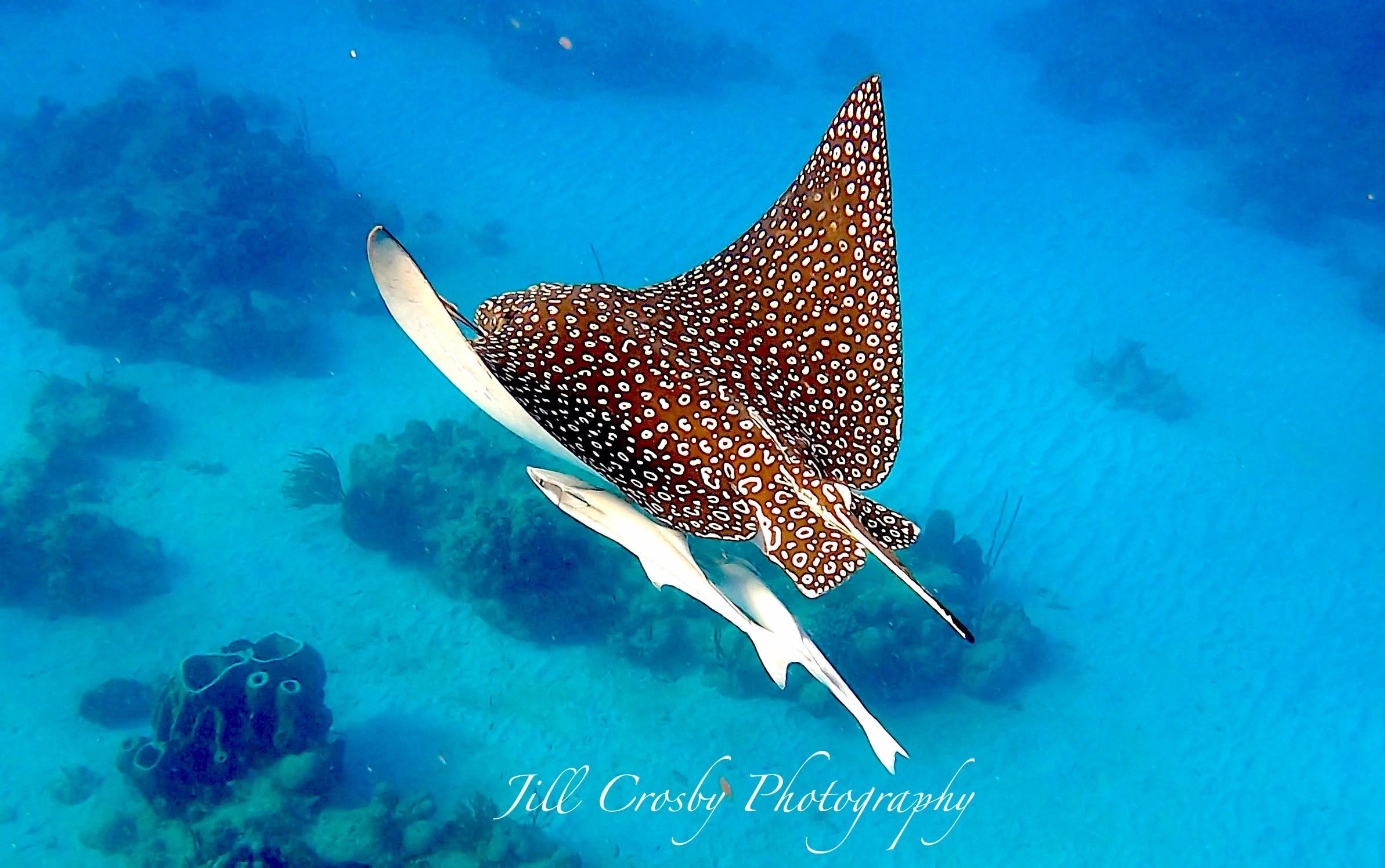 Spotted eagle ray with remoras – signed fine art print by Jill Crosby