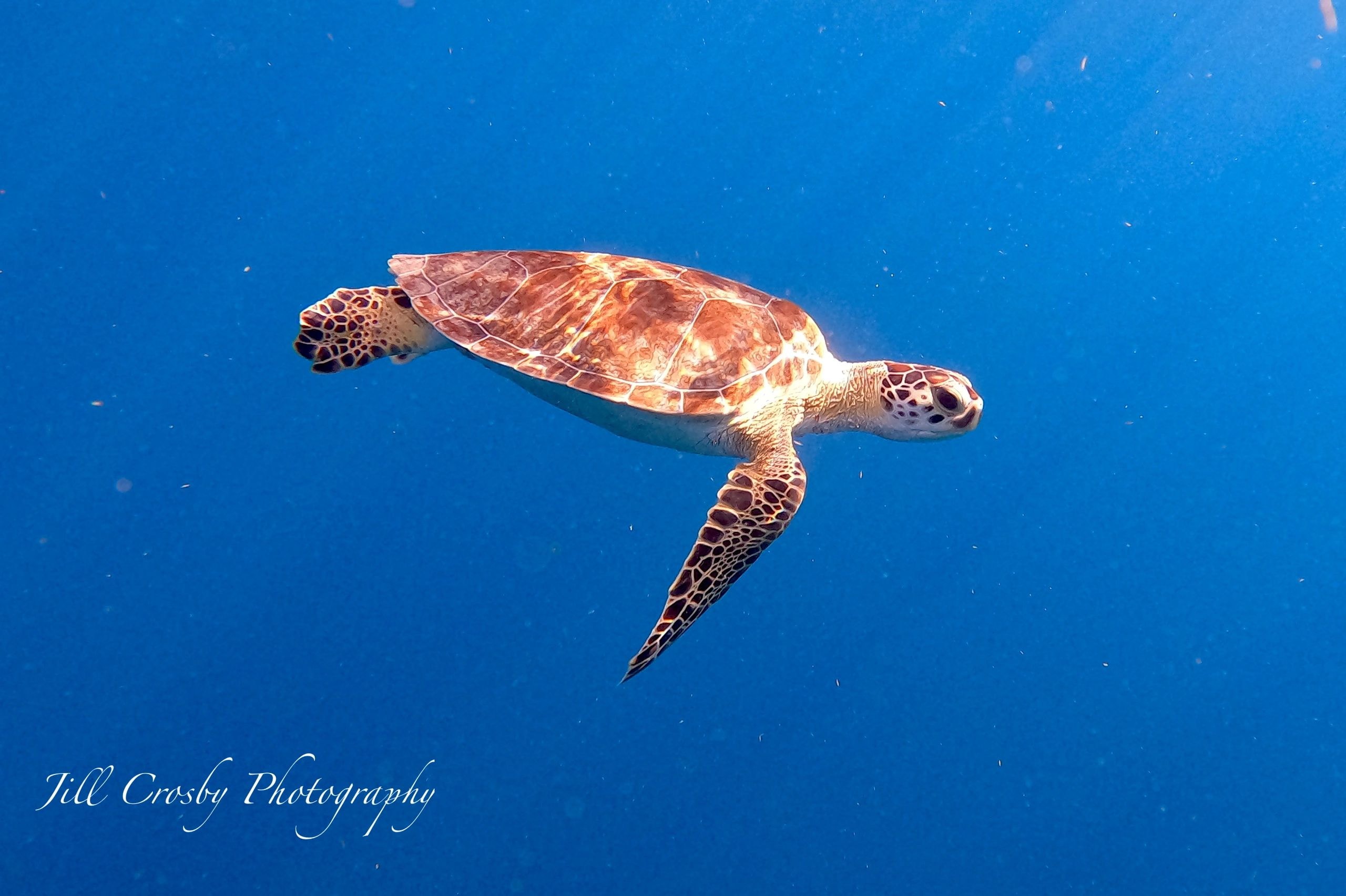 Green sea turtle in deep blue-green Caribbean water off St. Croix – fine art print by Jill Crosby