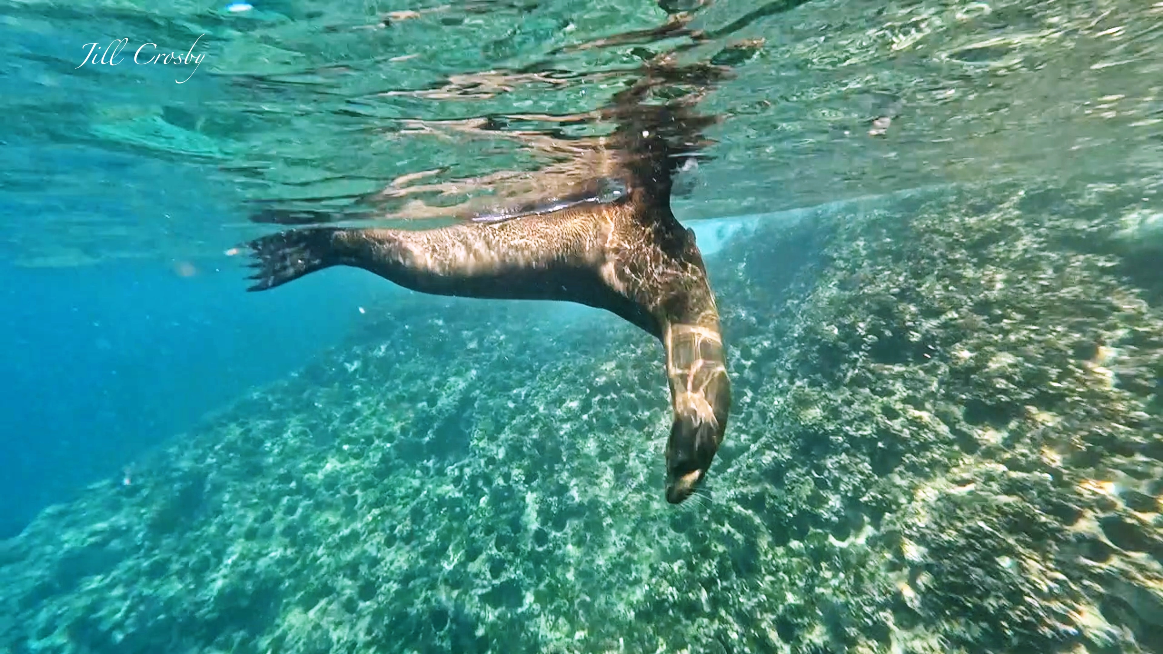 Sea lion posing underwater reef – signed fine art print by Jill Crosby