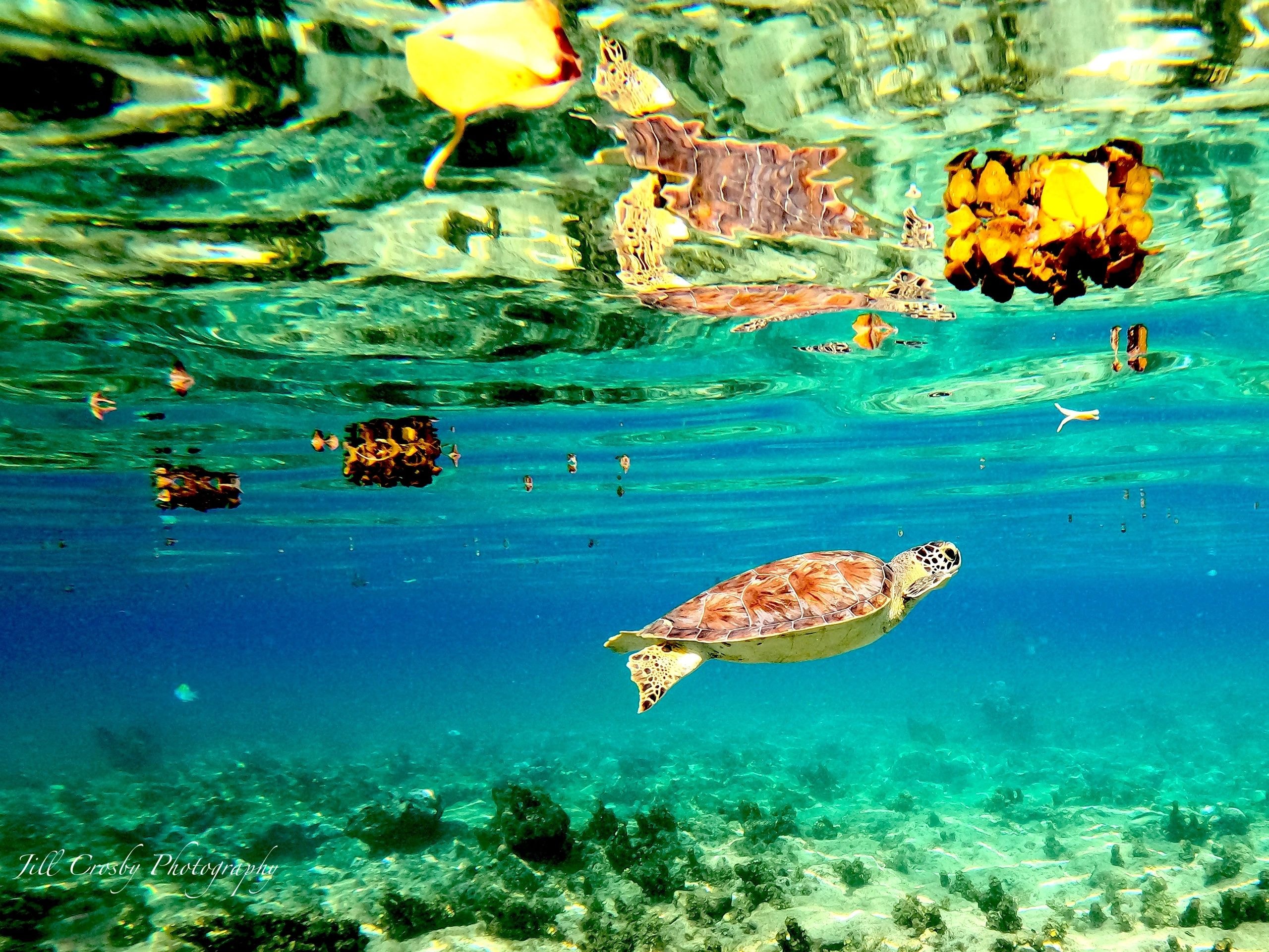 Green sea turtle reflected in the water surface in the shallows – fine art print by Jill Crosby